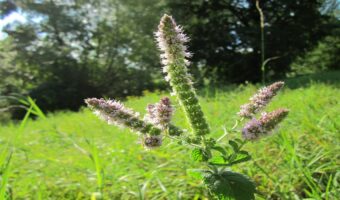 「アップルミント」とはどんな植物？リンゴとはなにか関係性があるの？