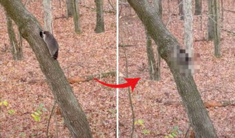 樹洞に入とうとするも、お尻がつっかえたアライグマ。強引に突入していきますが・・、この後どうやって外に出たんでしょう?【アメリカ・動画】