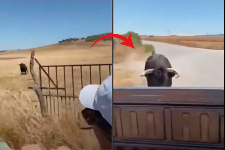 トラックに向けて走ってくる牛。一度足を止めたので一安心と思いきや、なんとそれはフェイントでした！！【海外・動画】