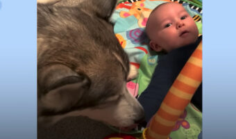 妊娠したママさんのお腹を愛おしそうになめるハスキー犬。赤ちゃんが生まれると、お兄ちゃんのように振る舞ってくれました!