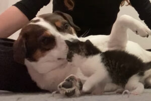 愛犬は子猫に一目惚れ！？愛犬が見せた愛情深い行動に、飼い主さんもビックリ！！【海外・動画】
