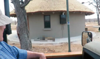 サバンナのサファリツアー中に思わぬサプライズが！！コテージの前に珍客たちの姿が！！