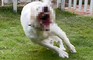 まるでバイオハザードに出てきそうな犬が話題に！「ものすごい勢いで追いかけてきそう」「なんでも吸い込みそう」