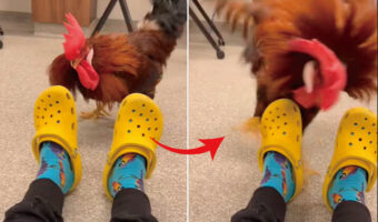 ニワトリはお怒りモード！？激しくくちばしで突ついて戦おうとしているのは・・、サンダル？！？！【アメリカ・動画】