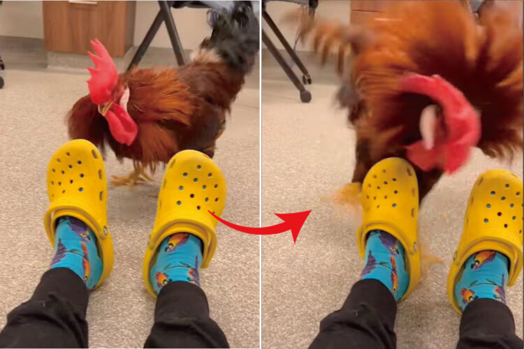 ニワトリはお怒りモード！？激しくくちばしで突ついて戦おうとしているのは・・、サンダル？！？！【アメリカ・動画】