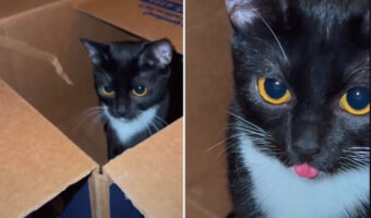 箱の中にちょこんと収まる猫。かわいいけれど・・舌がペロッと出たままですよ!!【アメリカ・動画】