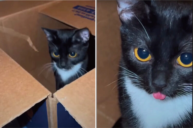 箱の中にちょこんと収まる猫。かわいいけれど・・舌がペロッと出たままですよ！！【アメリカ・動画】