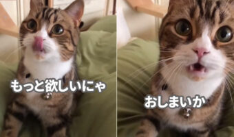 おやつをもらってご機嫌な猫。「おやつがもっと欲しい！」とおねだりをしてきますが、もうもらえないと分かると・・【動画】