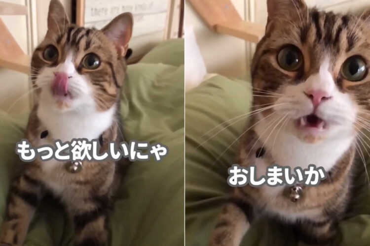 おやつをもらってご機嫌な猫。「おやつがもっと欲しい！」とおねだりをしてきますが、もうもらえないと分かると・・【動画】
