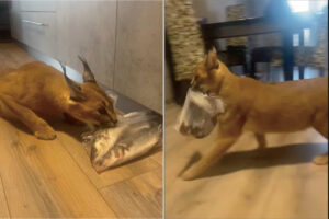 買い物袋から魚の入った袋を持ち出したカラカル。取り返そうとすると唸り声をあげますが・・もしかして、もう自分のものだと思ってる？