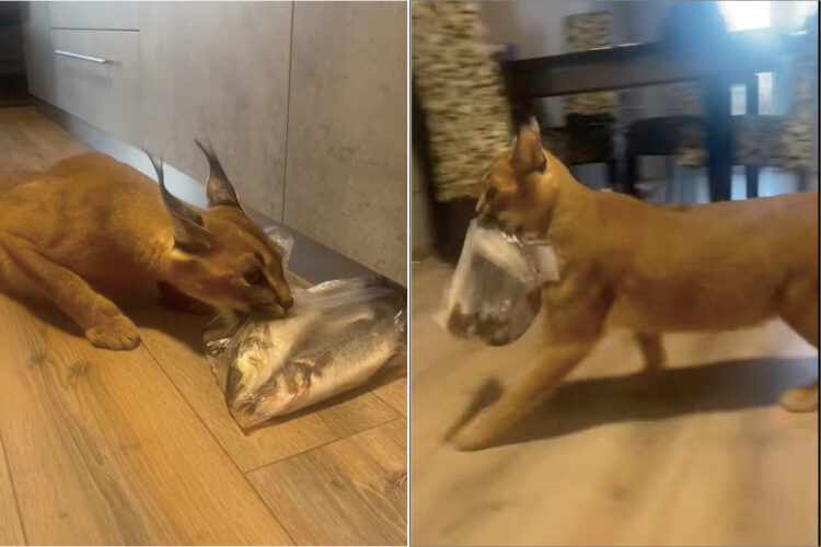 買い物袋から魚の入った袋を持ち出したカラカル。取り返そうとすると唸り声をあげますが・・もしかして、もう自分のものだと思ってる？