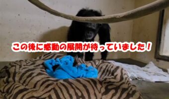 感動の映像！帝王切開で出産したチンパンジーが2日越しにわが子に初対面！果たして我が子と気付けるのか！？