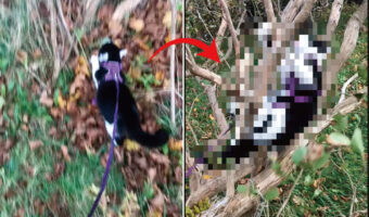 お散歩中に木登りを始めた子猫。ところが足を滑らせてしまい・・、ゆっくり木から落下していきます!!【海外・動画】