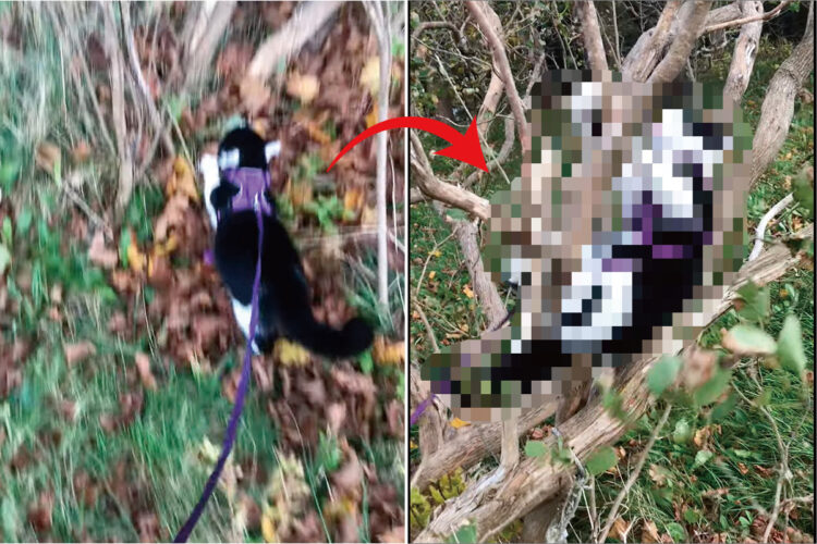 お散歩中に木登りを始めた子猫。ところが足を滑らせてしまい・・、ゆっくり木から落下していきます！！【海外・動画】