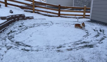 あの童謡の通り！？雪に喜ぶコーギーがひたすら庭をグルグルと駆け回っています！！【アメリカ・動画】