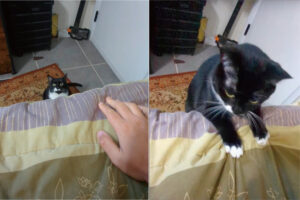 飼い主さんの手の動きに反応した猫。ベッドに向かってジャンプしてきたかと思いきや、次に見せた行動にビックリ！！【アメリカ・動画】