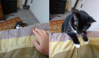 飼い主さんの手の動きに反応した猫。ベッドに向かってジャンプしてきたかと思いきや、次に見せた行動にビックリ!!【アメリカ・動画】
