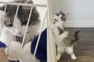 愛猫はシャワールームにお邪魔するのが大好き！？飼い主さんの髪で遊んでみたり水遊びをしたりとイタズラを満喫中！！