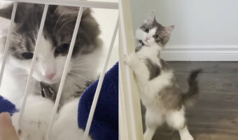 愛猫はシャワールームにお邪魔するのが大好き!?飼い主さんの髪で遊んでみたり水遊びをしたりとイタズラを満喫中!!