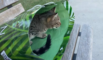 野良猫だって紙袋を堪能したい！ベンチに座っていたら、野良猫が紙袋が空なのを確認して潜り込んでしまいました！！