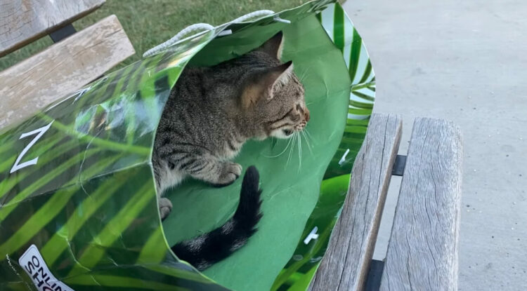 野良猫だって紙袋を堪能したい！ベンチに座っていたら、野良猫が紙袋が空なのを確認して潜り込んでしまいました！！