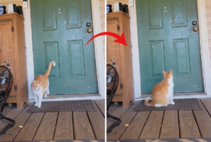 後ろ足を使ってトントントン。ドアを叩いた野良猫がいい子にして座っているのは・・、『あるもの』を待っているからでした！！