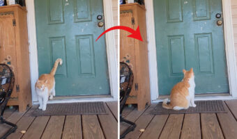 後ろ足を使ってトントントン。ドアを叩いた野良猫がいい子にして座っているのは・・、『あるもの』を待っているからでした！！