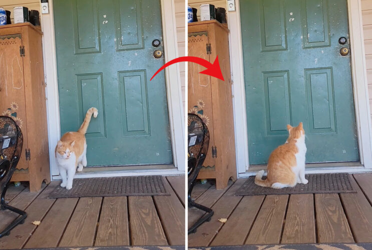 後ろ足を使ってトントントン。ドアを叩いた野良猫がいい子にして座っているのは・・、『あるもの』を待っているからでした！！