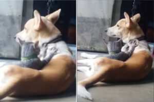 じっとしている犬のことをずっとフミフミ。愛猫は同居犬のことをこねてこねてこね続けます！！【海外・動画】