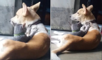 じっとしている犬のことをずっとフミフミ。愛猫は同居犬のことをこねてこねてこね続けます!!【海外・動画】