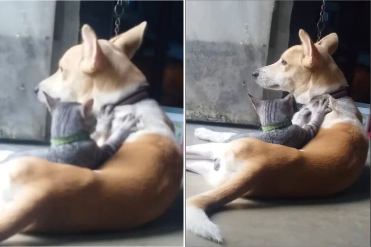 じっとしている犬のことをずっとフミフミ。愛猫は同居犬のことをこねてこねてこね続けます！！【海外・動画】