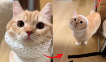 マンチカンが、おててないないならぬ「お耳ないない」になってる!耳がピョコン、ピョコンと出てくる猫の姿がかわいすぎ!!【Instagram・動画】