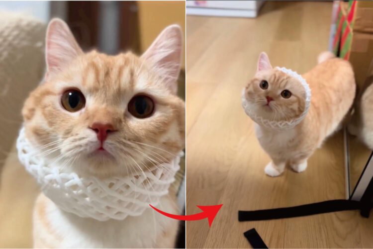 マンチカンが、おててないないならぬ「お耳ないない」になってる！耳がピョコン、ピョコンと出てくる猫の姿がかわいすぎ！！【Instagram・動画】