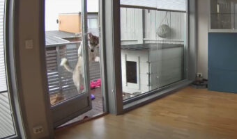 そっとドアを開けて・・、自力でお家の中へ帰ってくる犬が器用で賢い！！【海外・動画】