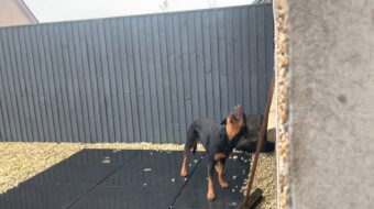 なぜか空に向かって首を伸ばしている愛犬。どうやら、雨を捕まえようとしているみたいです