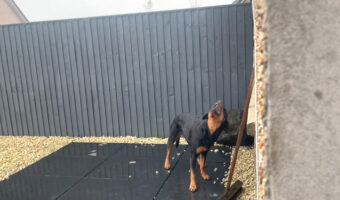 なぜか空に向かって首を伸ばしている愛犬。どうやら、雨を捕まえようとしているみたいです