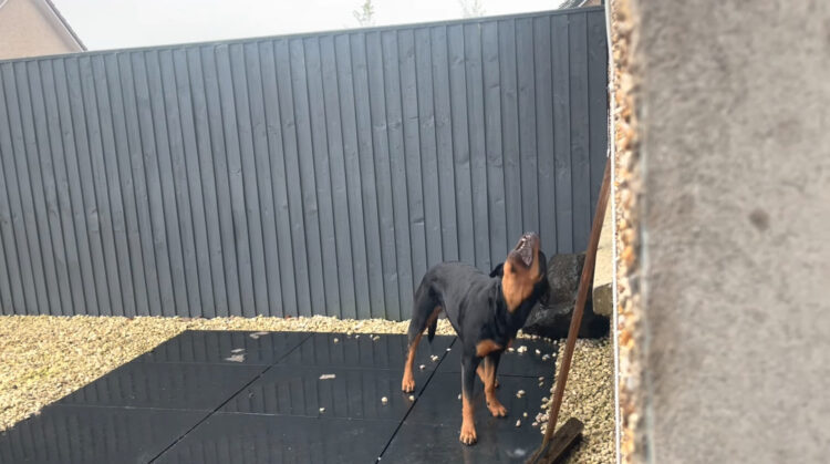 なぜか空に向かって首を伸ばしている愛犬。どうやら、雨を捕まえようとしているみたいです
