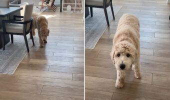 トボトボと歩いてくるゴールデンドゥードル。嫌なことでもあったのかと思いきや・・、演技派だったのです！！【アメリカ・動画】