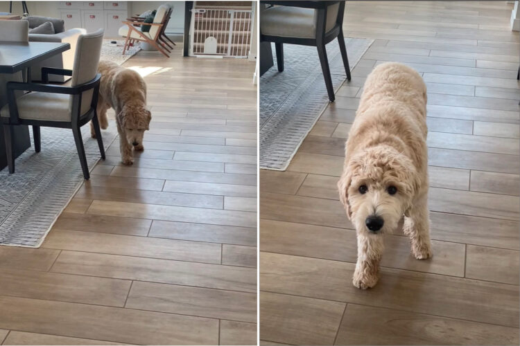 トボトボと歩いてくるゴールデンドゥードル。嫌なことでもあったのかと思いきや・・、演技派だったのです！！【アメリカ・動画】
