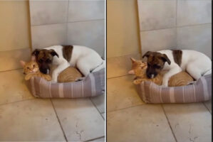 ベッドをシェアしあって横になる愛猫と愛犬。仲良しなふたりは顔を寄せ合って眠るよう・・と思いきや！！【海外・動画】