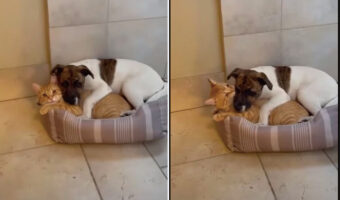 ベッドをシェアしあって横になる愛猫と愛犬。仲良しなふたりは顔を寄せ合って眠るよう・・と思いきや！！【海外・動画】