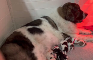 子犬たちにミルクを上げるピレニアン・マスティフとゴールデンレトリバー。この子犬たち、実はみんなピレニアン・マスティフの子供なんです！！