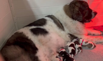 子犬たちにミルクを上げるピレニアン・マスティフとゴールデンレトリバー。この子犬たち、実はみんなピレニアン・マスティフの子供なんです！！