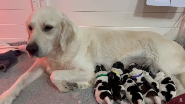 子犬たちにミルクを上げるピレニアン・マスティフとゴールデンレトリバー。この子犬たち、実はみんなピレニアン・マスティフの子供なんです!!