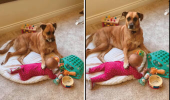 母親になった気分?赤ちゃんのすぐ隣にいる愛犬は、まるで愛しい我が子を見つめているみたい【アメリカ・動画】