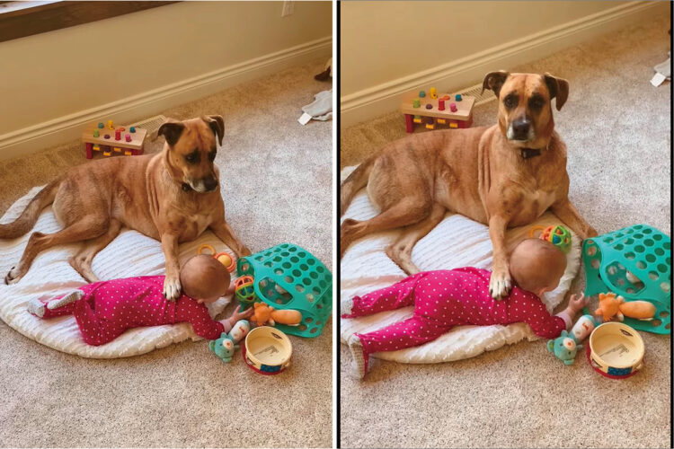 母親になった気分？赤ちゃんのすぐ隣にいる愛犬は、まるで愛しい我が子を見つめているみたい【アメリカ・動画】