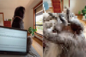 飼い主さんのパソコン作業が終わるのをそばでじっと待つ犬。飼い主さんに「おいで」と合図をもらうと、信頼をあらわすような行動に！！