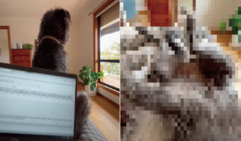 飼い主さんのパソコン作業が終わるのをそばでじっと待つ犬。飼い主さんに「おいで」と合図をもらうと、信頼をあらわすような行動に!!