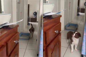 ボーダーコリーの赤ちゃんはビックリ！？プリンターから用紙が出てくるのを初めて見た子犬は、驚いて逃げ出してしまいました【海外・動画】