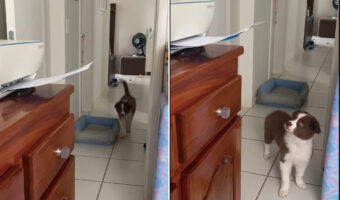 ボーダーコリーの赤ちゃんはビックリ!?プリンターから用紙が出てくるのを初めて見た子犬は、驚いて逃げ出してしまいました【海外・動画】